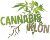 Cannabis Stecklinge
