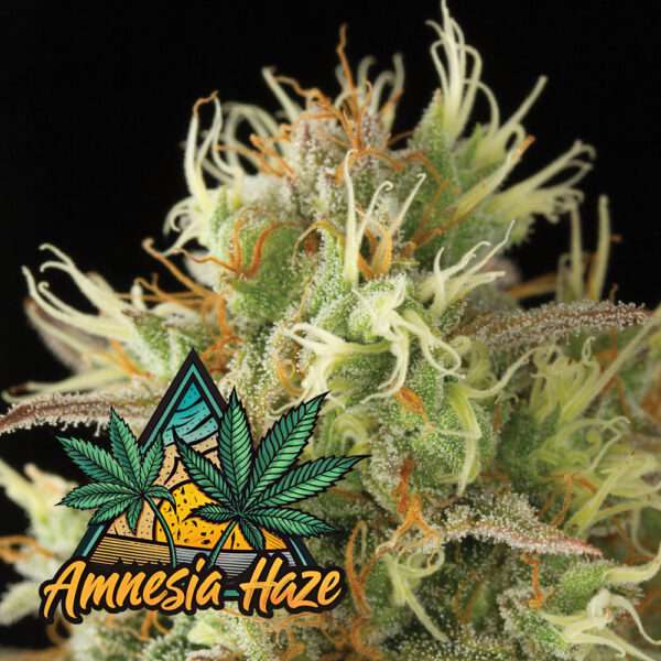 Amnesia Haze