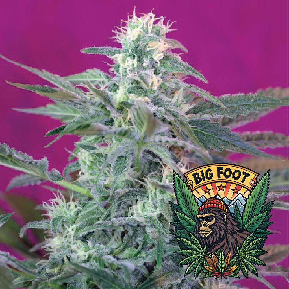 Big Foot