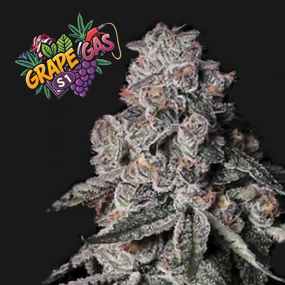 Grape Gas S1