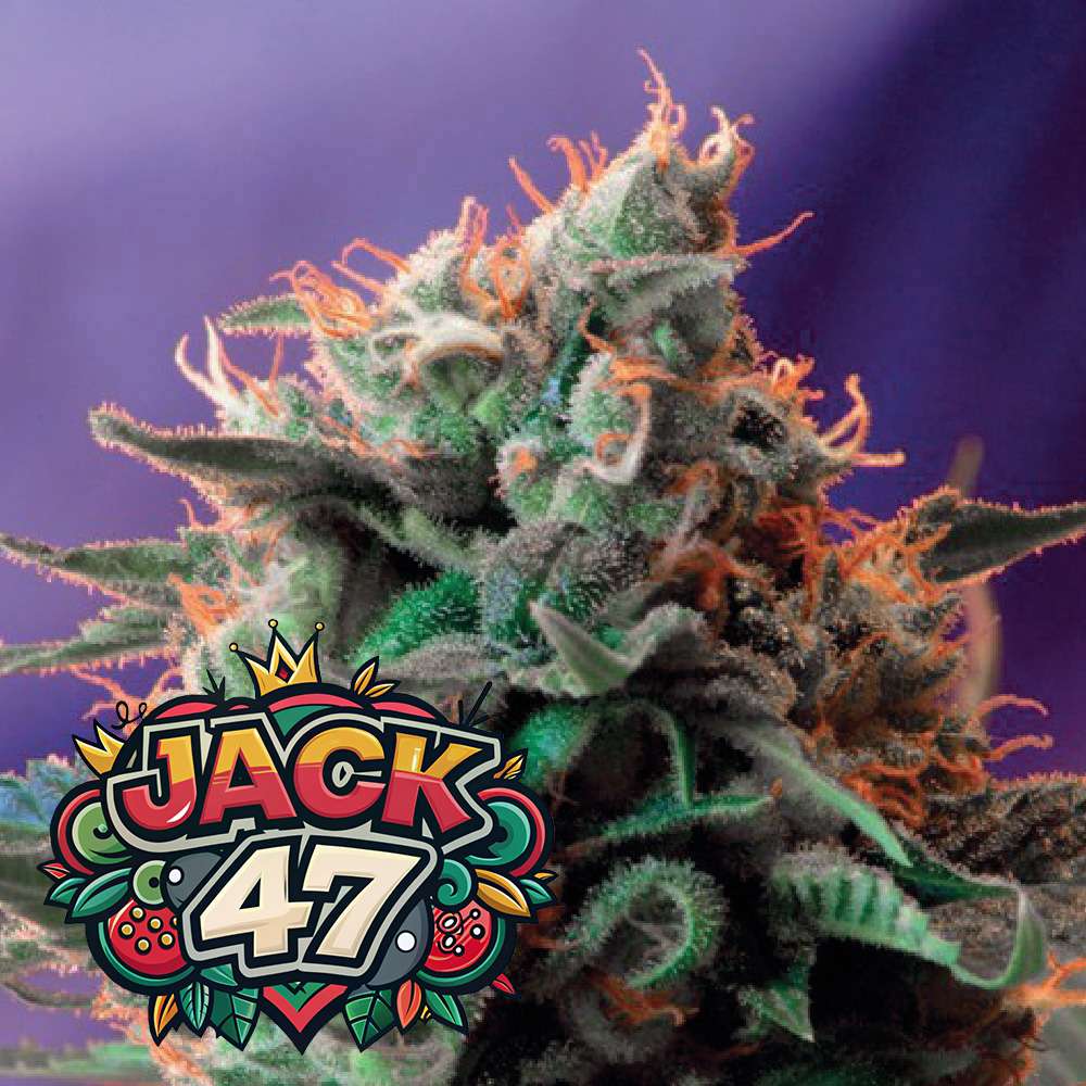 Jack 47
