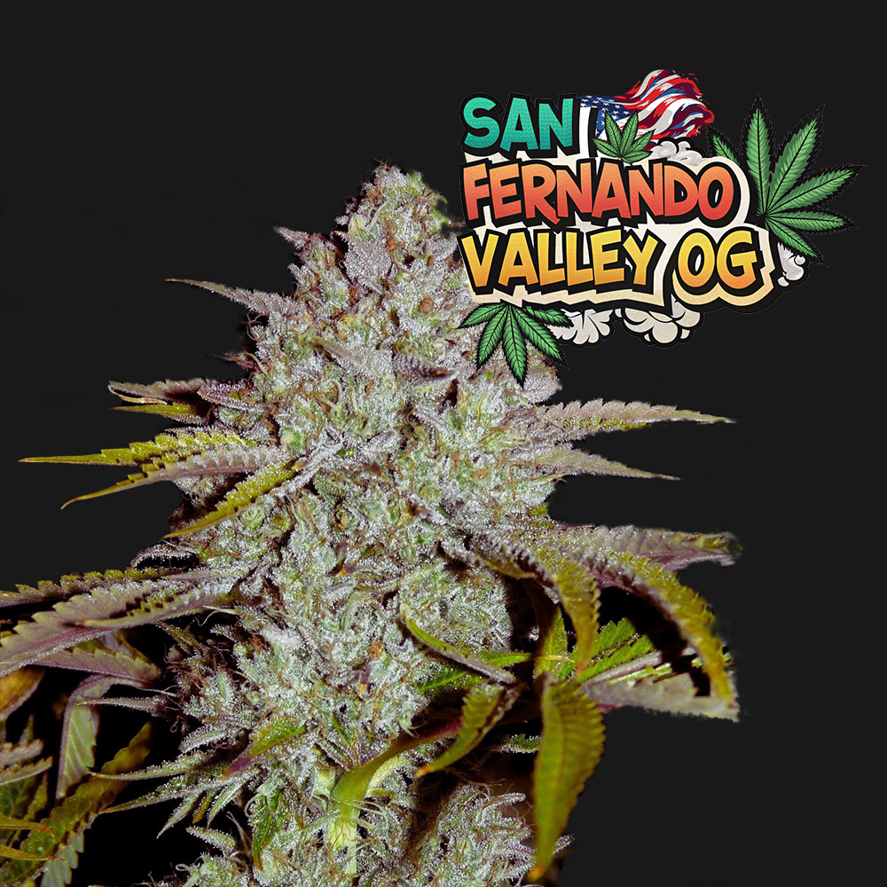 San Fernando Valley OG