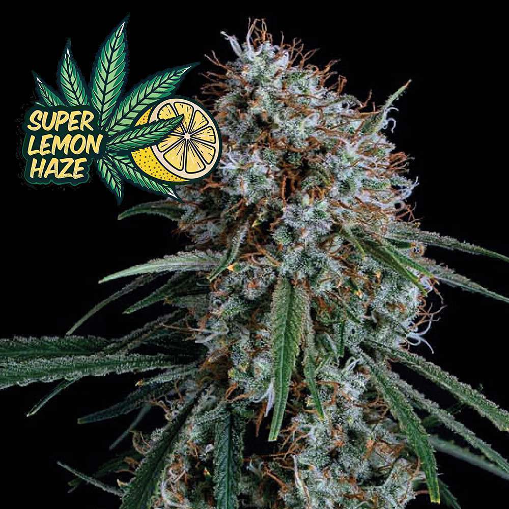 Super Lemon Haze